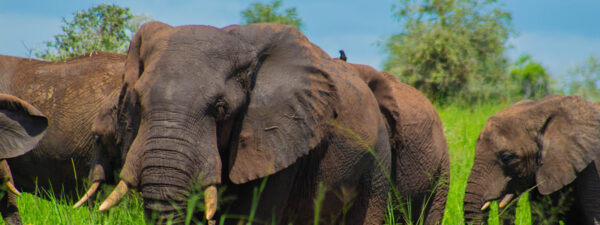 Uganda Wildlife Safari