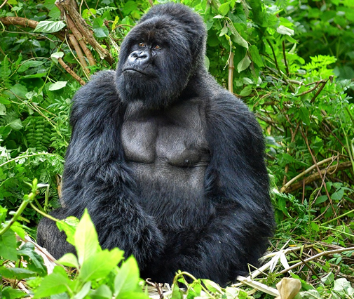 Gorilla Trekking Congo 